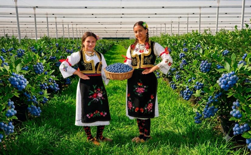 Bogat program na Danima borovnice u Prnjavoru